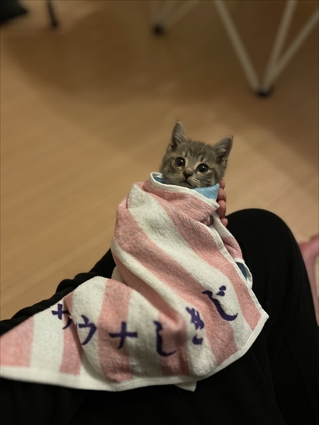 包まれ子猫
