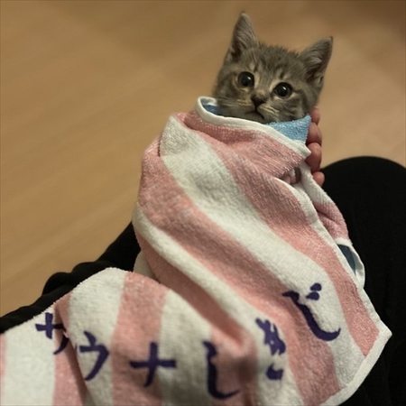お気に入りのタオルかれ名付けられた子猫ちゃん