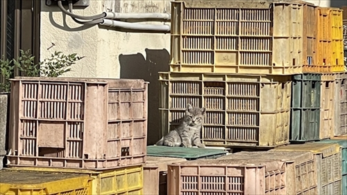 お気に入りのタオルかれ名付けられた子猫ちゃん