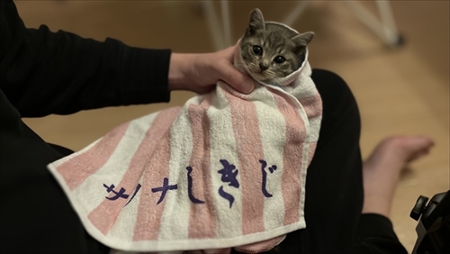 お気に入りのタオルかれ名付けられた子猫ちゃん