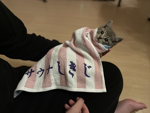 お気に入りのタオルかれ名付けられた子猫ちゃん