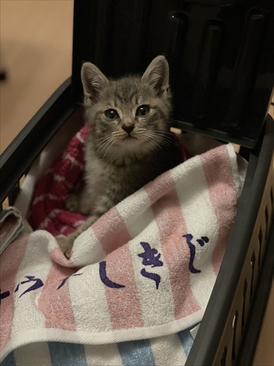 お気に入りのタオルかれ名付けられた子猫ちゃん