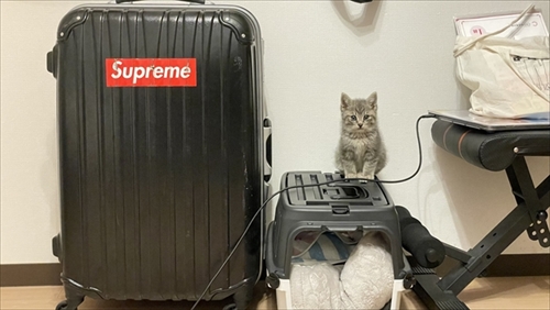 お気に入りのタオルかれ名付けられた子猫ちゃん