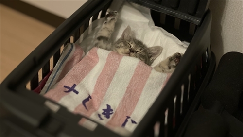 お気に入りのタオルかれ名付けられた子猫ちゃん