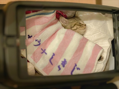 お気に入りのタオルかれ名付けられた子猫ちゃん