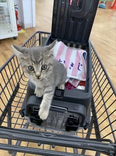 お気に入りのタオルかれ名付けられた子猫ちゃん