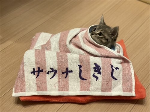 お気に入りのタオルかれ名付けられた子猫ちゃん