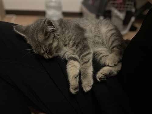 お気に入りのタオルかれ名付けられた子猫ちゃん