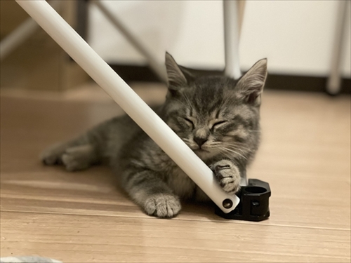 お気に入りのタオルかれ名付けられた子猫ちゃん