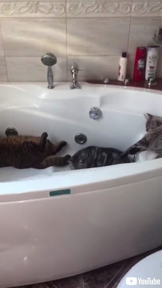 バスタブの中で眠る3匹の猫