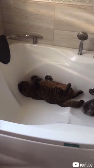 バスタブの中で眠る3匹の猫