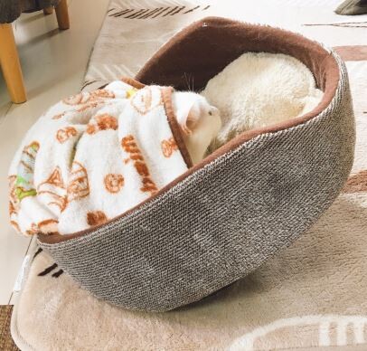 甘えを通り越した甘え・ななめで埋まるボンくん