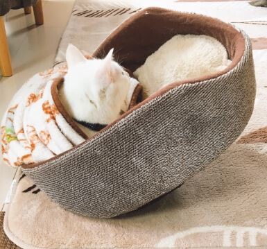 甘えを通り越した甘え・ななめで顔を出すボンくん