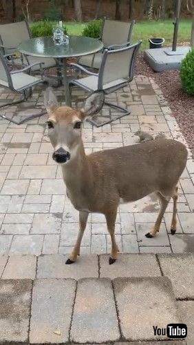 「Herd of Deer Say Hello || ViralHog」