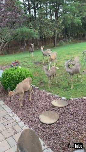 「Herd of Deer Say Hello || ViralHog」
