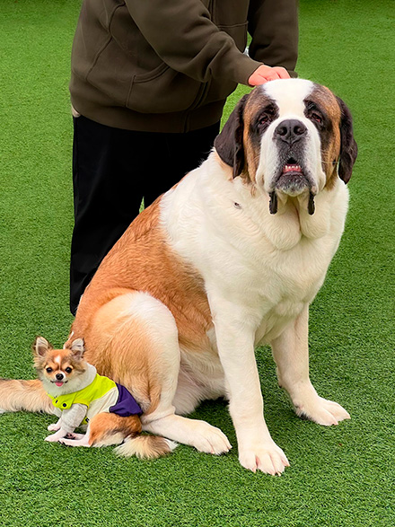 超大型犬と小型犬