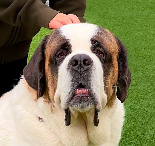 キシイーヌさん