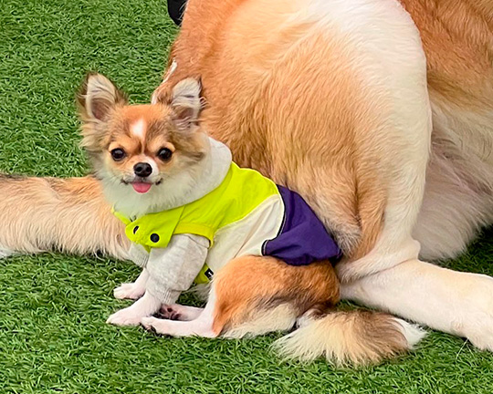 キシイーヌさん