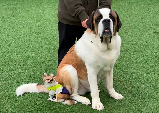 キシイーヌさん