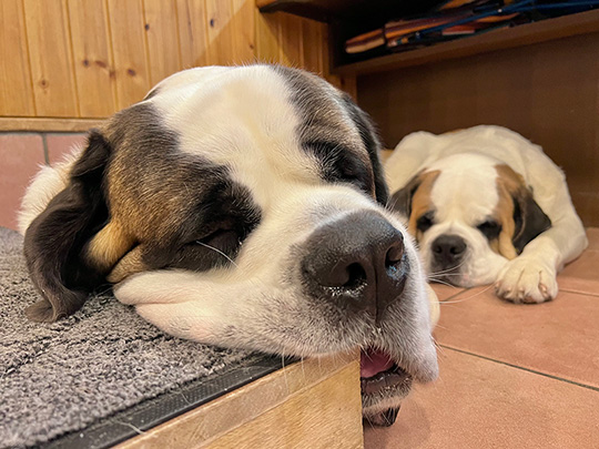 キシイーヌさん