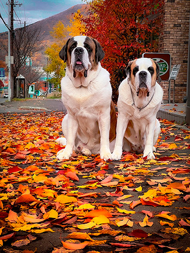 キシイーヌさん