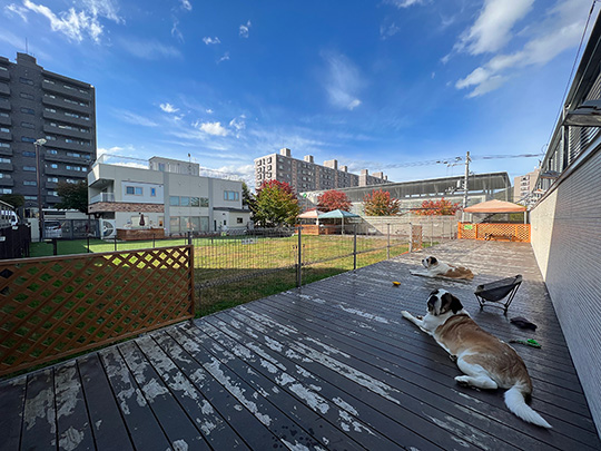 キシイーヌさん