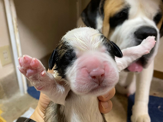 キシイーヌさん