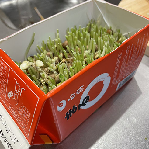 白鶴　まるで豆苗を育てているところ