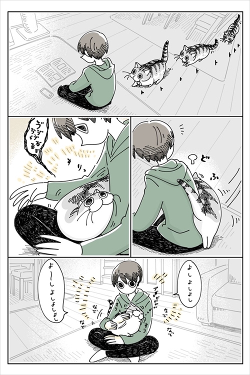 なでられたところを気にする猫ちゃん