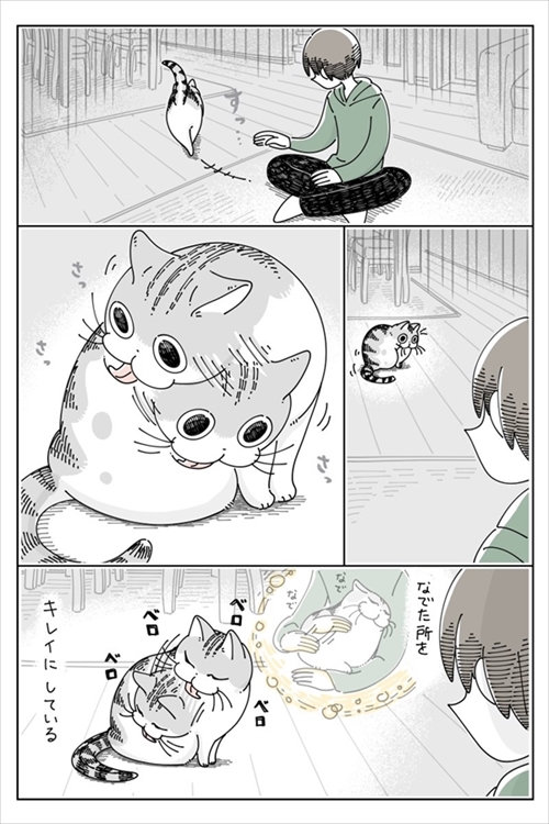 なでられたところを気にする猫ちゃん