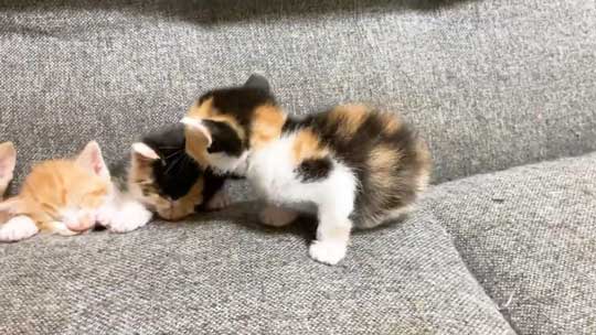 はまっている 子猫 はまる ソファ 寝姿 集合 保護猫 赤ちゃん