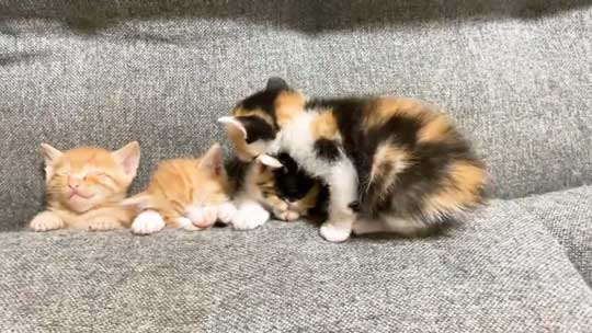 はまっている 子猫 はまる ソファ 寝姿 集合 保護猫 赤ちゃん