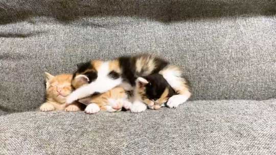 はまっている 子猫 はまる ソファ 寝姿 集合 保護猫 赤ちゃん