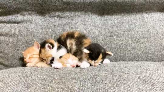 はまっている 子猫 はまる ソファ 寝姿 集合 保護猫 赤ちゃん