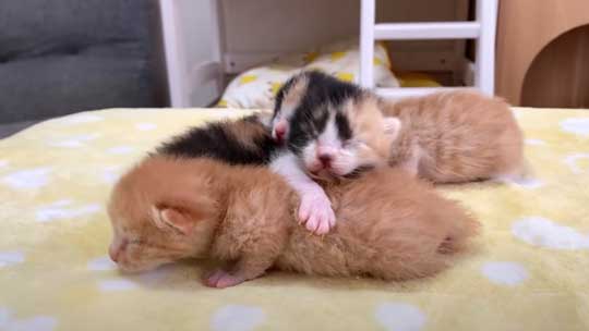はまっている 子猫 はまる ソファ 寝姿 集合 保護猫 赤ちゃん