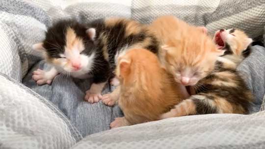 はまっている 子猫 はまる ソファ 寝姿 集合 保護猫 赤ちゃん