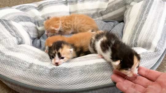 はまっている 子猫 はまる ソファ 寝姿 集合 保護猫 赤ちゃん