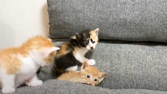 はまっている 子猫 はまる ソファ 寝姿 集合 保護猫 赤ちゃん