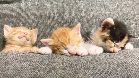 はまっている 子猫 はまる ソファ 寝姿 集合 保護猫 赤ちゃん