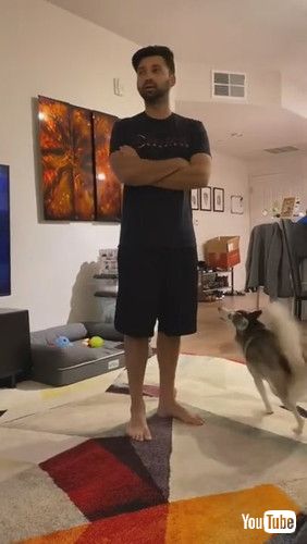 「Sapphie the Pomsky Reacting to Owner Pretending She Isn't There || ViralHog」