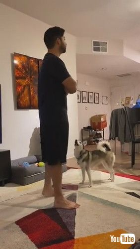 「Sapphie the Pomsky Reacting to Owner Pretending She Isn't There || ViralHog」