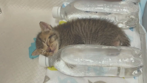 ペットボトル湯たんぽあめちゃん