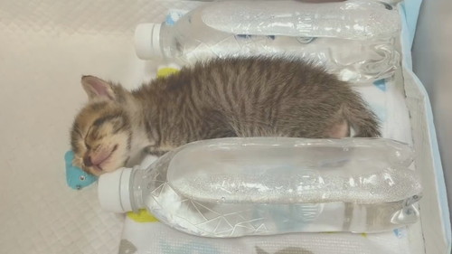 ペットボトル湯たんぽあめちゃん
