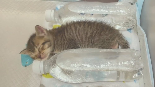 ペットボトル湯たんぽあめちゃん