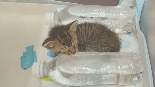ペットボトル湯たんぽあめちゃん