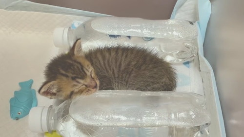 ペットボトル湯たんぽあめちゃん