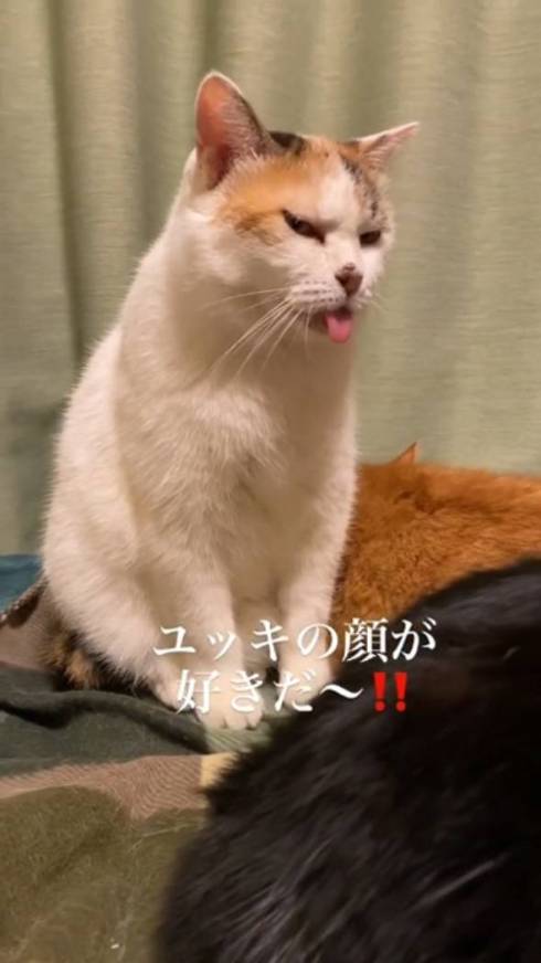 猫 舌が出てる ユッキちゃん