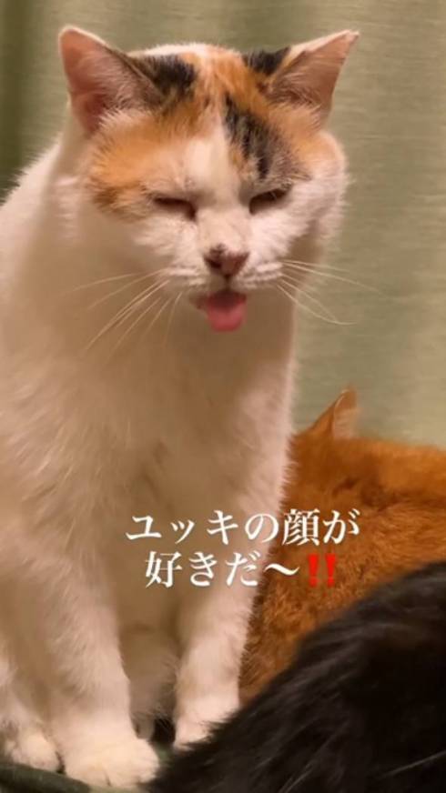 猫 舌が出てる ユッキちゃん