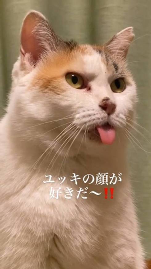 猫 舌が出てる ユッキちゃん