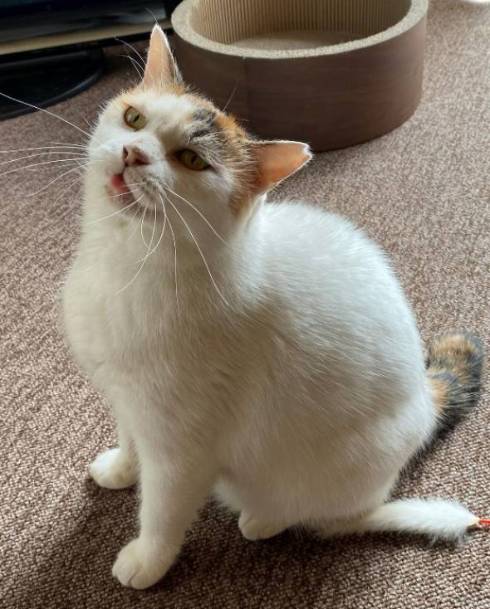猫 舌が出てる ユッキちゃん